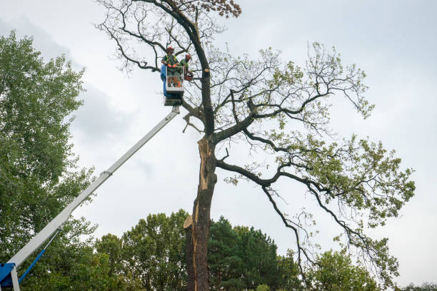 Best Commercial Tree Services  in Early, TX